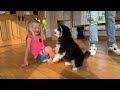 Adorable Little Girl Meets Malamute Puppy For The First Time! (Cutest Ever!!)