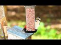 Great spotted woopeckers eat and spins on the feeder🩷🩵🦜🦜