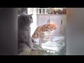 Best Funniest Animal Videos 2024😬🐶Funny Dogs And Cats Videos Of The year🐕