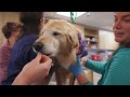 Continuing Education Series: Veterinary Urgent Care Center and BluePearl Pet Hospital