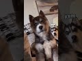 Husky Puppy's First Week at Home!