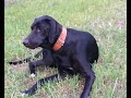 Black dog happily plays with a big bone