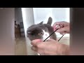 😆 Hilarious Cat Fails That Will Make You Laugh Out Loud 😅 Funny Cats Videos 2024 🙀