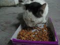 Hungry street cat eating and making funny noises at the same time