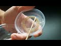 How To Raise Orb Weaver Spiderlings From Egg Sac to Adult Spider
