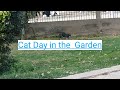 Fort Kohna Qasim Bagh Garden with relaxing light - Forest Garden - Cat's Day in the Garden - Evening
