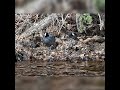 coot male  female on  nesting  toge
