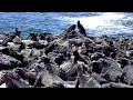 Galapagos Sea Iguanas