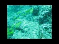 Diving Neil Island
