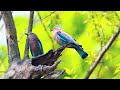 8K BIGGEST BIRDS COLLECTION - Immerse yourself in the charm of BIRDS  life 8K Ultra HD