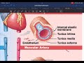 Cardiovascular system updated 2024 (first part cutoff)