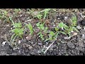 HOW TO GROW CARROTS FROM SEED