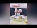 Cute and Funny Cat Videos to Keep You Smiling | Cool Pets