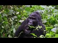 Final Cut Uganda Chimpanzees and Mountain Gorillas - Feb 2024 (1080 dpi)