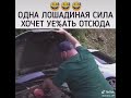 АВТОприкол про лошадь