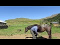 Gareth Mare' teaching a horse to stand for a farrier