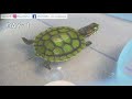How To Take Care of A Sick Turtles