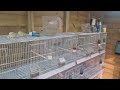 Meet my birds & a look at my bird room | Episode 1 | Canary breeding newcomer | New to YouTube