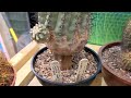 What can I buy for £100 at a copiapoa cactus auction?