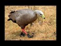 J.S.Bach - Badinerie. Performed by the Australian Birds Choir