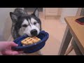 Husky Tries To Trade HIS Waffle For His Nan’s REAL One!