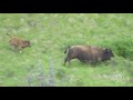 Bison cross a river for the first time - Banff National Park