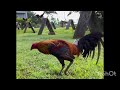 GILMORE HATCH - S&R GAMEFARM - RED GAMEFARM LINE - QUALITY GAMEFOWL IN THE PHILIPPINES