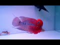 Top 10 Most Amazing Flowerhorn Fish
