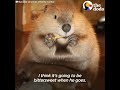 Rescue Beaver Loves Building Dams In His House - JUSTIN BEAVER | The Dodo