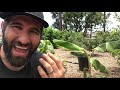 Planting a Banana That Tastes Like ICE CREAM?? Are you kidding me?!? | Blue Java Banana Tree