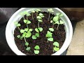 Basil Seedlings Timelapse  - A Few Days After Germination - Leggy?