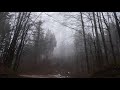 Relaxing Virtual Drive Through Foggy Forest / 1 Hour Rain Sound on Car Roof