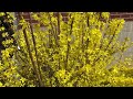 TIMING: Forsythias and Lawns??