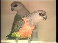 African Grey Parrots | Care and Breeding | Part 1 (Full)