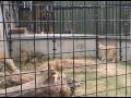 Abilene Zoo - Lions