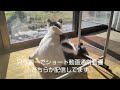 猫のひなたぼっこ#cat148 basking in the sun고양이 히나타 보코