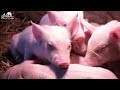 Baby Animals 4K - Amazing World Of Young Animals With Relaxing Music | 4K Scenic Relaxation Film🌿