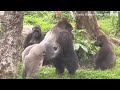 #ASMR #Gorilla #ゴリラ | D'jeeco Family 🦍Wonderful short film【#金剛猩猩】 #2022/850 #動森猩聞