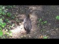 Blackbird UK Wildlife