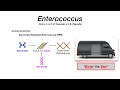 Enterococcus (E. Faecalis & E. Faecium)