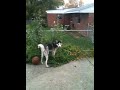 I catch a Siberian Husky eating my tomato’s,Nanook in my garden! Funny