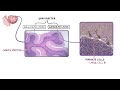 Central nervous system: Histology