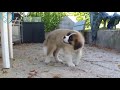 Cute St Bernard Puppies Compilation - Cutest Puppies Ever!