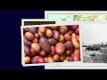 Potatoes: South America's Gift to the World