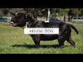 AMERICAN BULLY FIVE THINGS YOU SHOULD KNOW