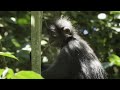 Secret Forests | David Attenborough's Wild City 4/6 | Go Wild