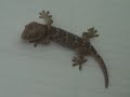 Gecko update # 2