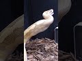 Ball Python Destroys A Quail! From Strike To Complete Swallow. (Frozen Thawed) Enjoy! #ballpython