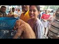 guard dog or home dog which is better | Galiff Street Pet Market Kolkata | dog market in kolkata