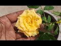 Rose Bud Grafting | Grafting Of Rose Plant With Full Update | How To Graft On Roses